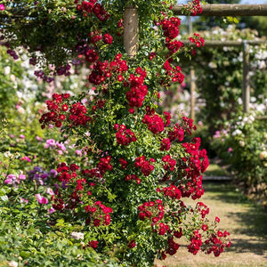 David Austin Rambling Rosie® Rambling Rose (6-Litre Pot) image 1