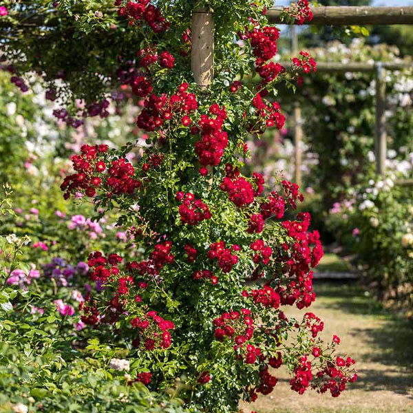 David Austin Rambling Rosie® Rambling Rose (6-Litre Pot) image 1
