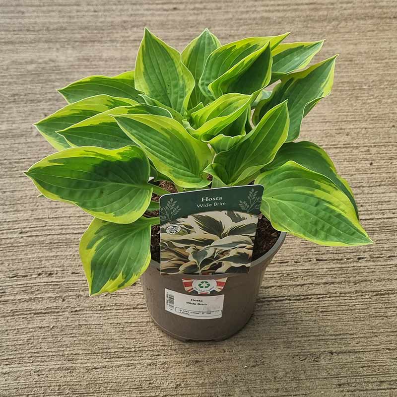 Hosta ‘Wide Brim’ (2-Litre Pot) image 0