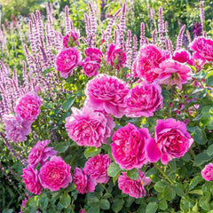 David Austin Princess Anne® English Shrub Rose (6-Litre Pot) image 0