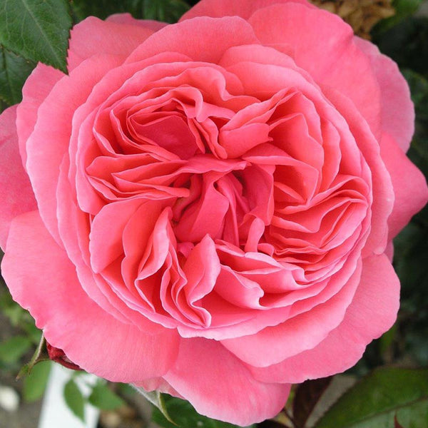 Whartons Roses ‘Special Anniversary’ Hybrid Tea Shrub Rose (3-Litre Pot) image 1