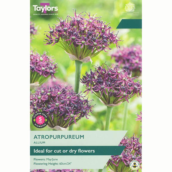 Allium 'Atropurpureum' (7 Bulbs) image 0