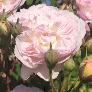 Peter Beales Romantic Siluetta Rambling Rose (4-litre pot) image 1