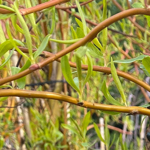 Salix × sepulcralis 'Erythroflexuosa' Tree (Golden Curls) (12-Litre Pot) image 1