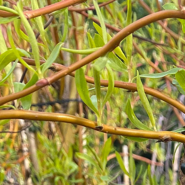 Salix × sepulcralis 'Erythroflexuosa' Tree (Golden Curls) (12-Litre Pot) image 1