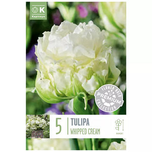 Tulip 'Whipped Cream' (5 bulbs) image 0