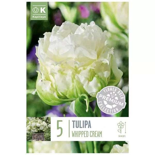 Tulip 'Whipped Cream' (5 bulbs) image 0