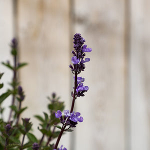 Nepeta x faassenii ‘Purrsian Blue’ (2-Litre Pot) image 2