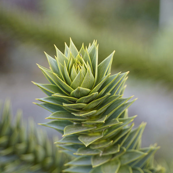Araucaria araucana 'Monkey Puzzle Tree' (3-Litre Pot) image 2