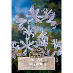 Nerine bowdenii 'Stefanie' (1 bulb) image 0