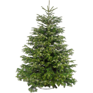 Needlefresh Nordmann Fir Cut Christmas Tree image 2