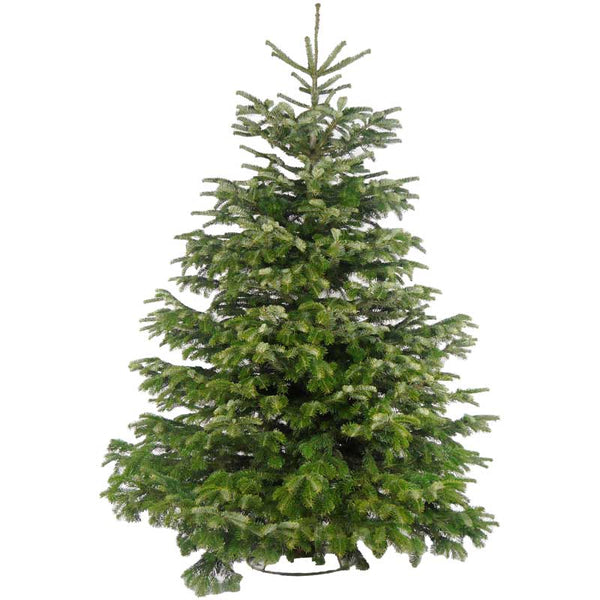 Needlefresh Nordmann Fir Cut Christmas Tree image 2