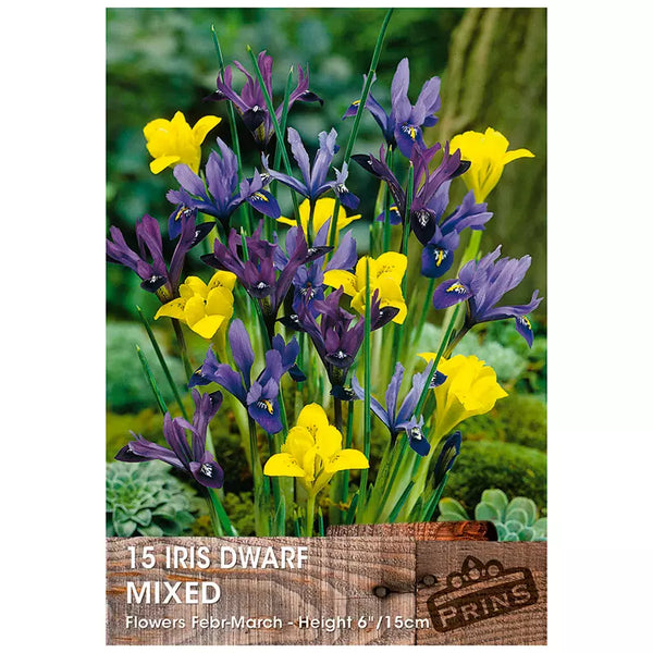 Iris 'Mixed' (15 bulbs) image 0