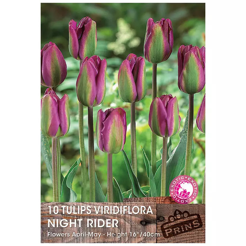 Tulip 'Night Rider' (10 bulbs) image 0