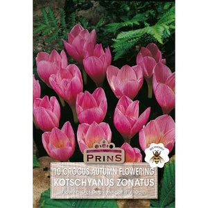 Crocus 'Zonatus' (10 bulbs) image 0