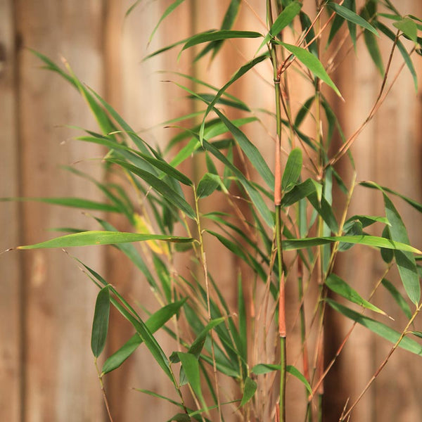 Fargesia Scabrida Asian Wonder Bamboo image 1