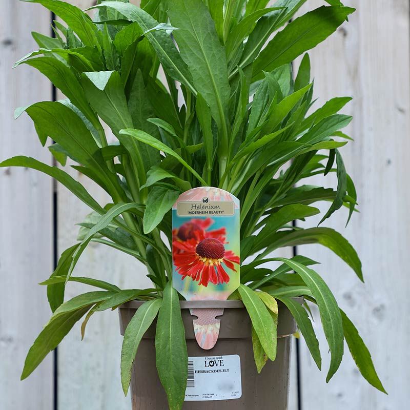 Helenium ‘Moerheim Beauty’ (3-Litre Pot) image 0