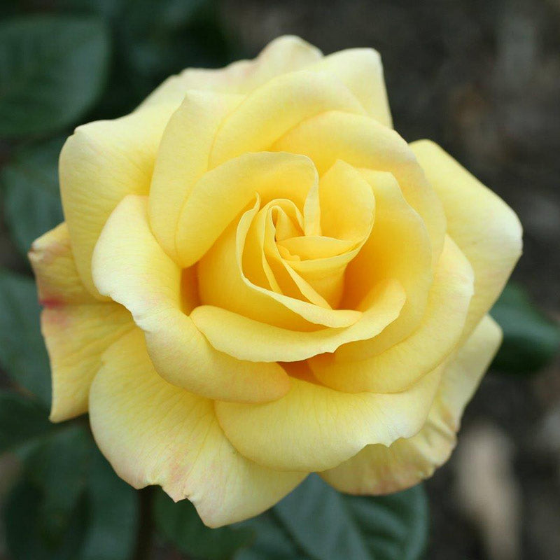 Whartons Roses ‘Arthur Bell’ Climbing Rose (4-Litre Pot) image 0
