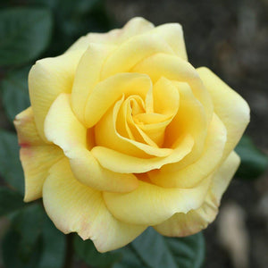 Whartons Roses ‘Arthur Bell’ Climbing Rose (4-Litre Pot) image 0