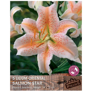 Lilium 'Oriental Salmon Star' Bulbs image 0