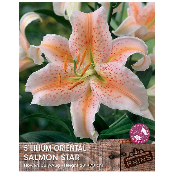 Lilium 'Oriental Salmon Star' Bulbs image 0