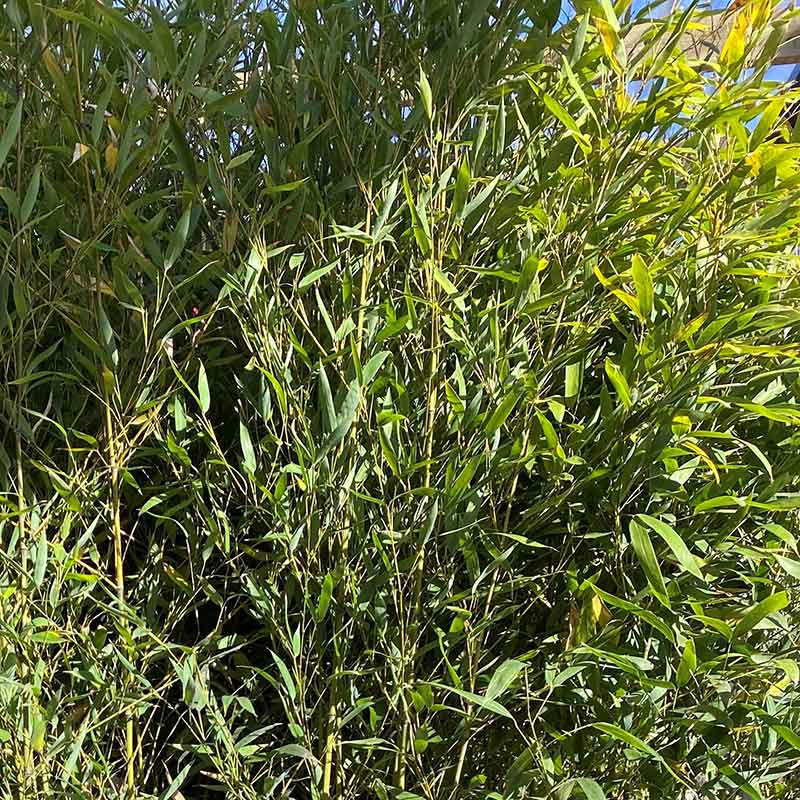 Phyllostachys aurea fishpole bamboo image 0