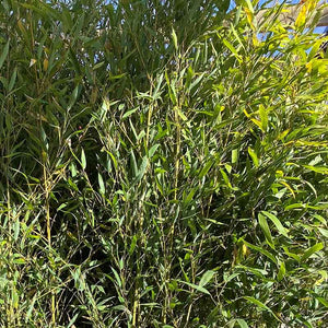 Phyllostachys aurea fishpole bamboo image 0