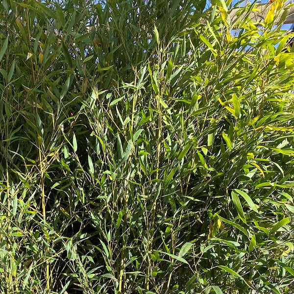 Phyllostachys aurea fishpole bamboo image 0