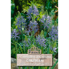 Camassia 'Caerulea' (2 bulbs) image 0