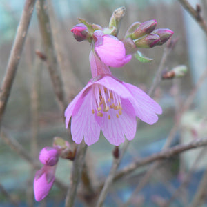 Prunus 'Okame' Tree (Cherry Blossom) (12-Litre Pot) image 1