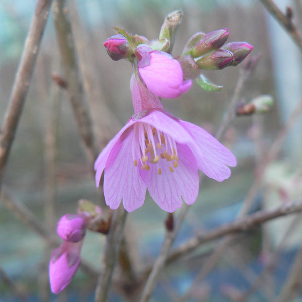Prunus 'Okame' Tree (Cherry Blossom) (12-Litre Pot) image 1