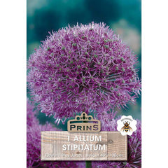 Allium ‘Stipitatum’ (1 Bulb) image 0
