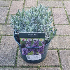 Lavandula x intermedia ‘Grosso’ (2-Litre Pot) image 0