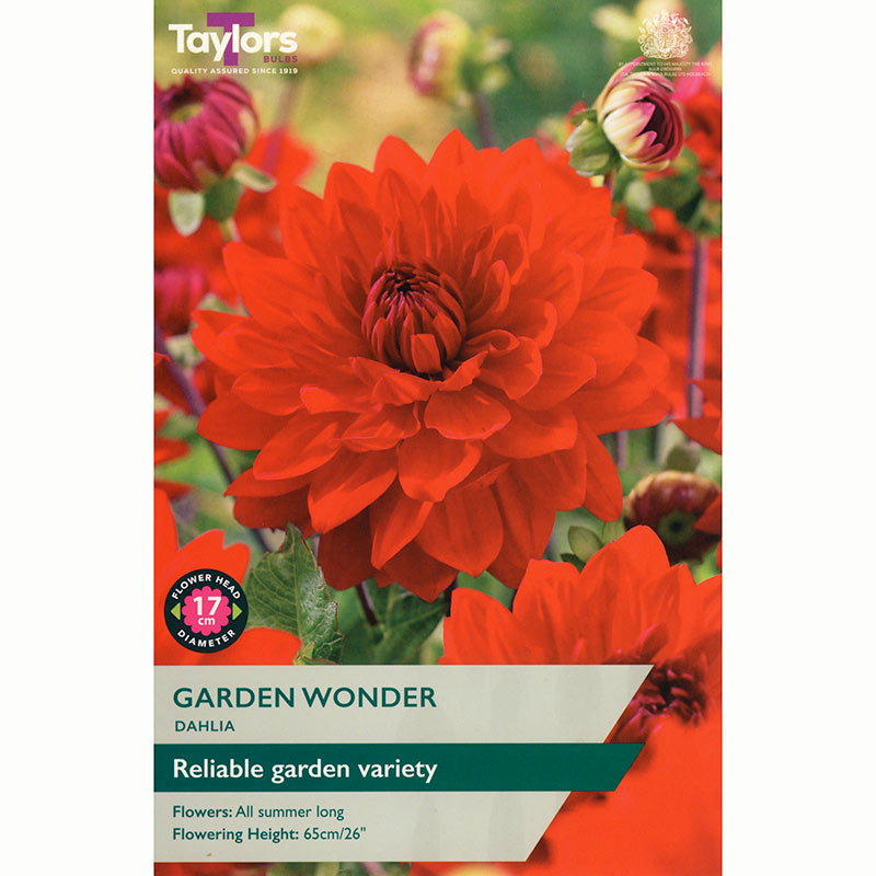 Dahlia Decorative 'Garden Wonder' (1 Tuber) image 0