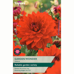 Dahlia Decorative 'Garden Wonder' (1 Tuber) image 0