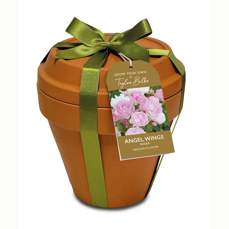 Terracotta Indoor Planter & Saucer Set with Rosea ‘Angel Wings’ Seeds image 0