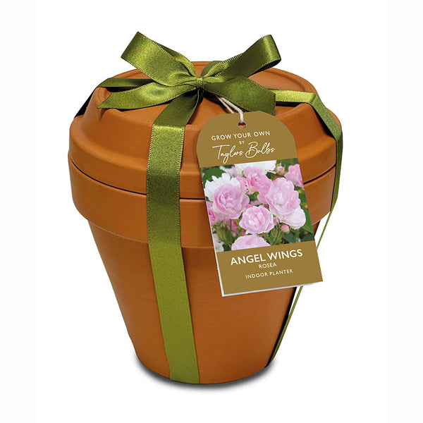 Terracotta Indoor Planter & Saucer Set with Rosea ‘Angel Wings’ Seeds image 0