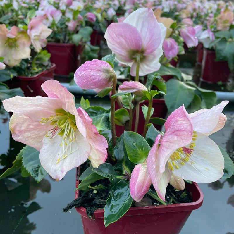 Helleborus ‘HGC Winter Ballet Lola’ (2-Litre Pot) image 0