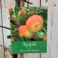 'Fiesta Red Pippin' Apple Tree (12 Litre Pot) image 0