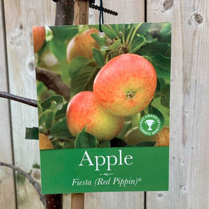'Fiesta Red Pippin' Apple Tree (12 Litre Pot) image 0
