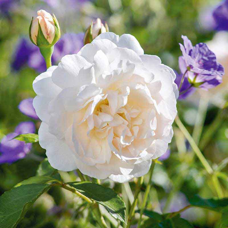 David Austin Lichfield Angel® English Shrub Rose (6-Litre Pot) image 0
