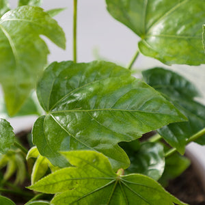 Fatsia japonica (3-Litre Pot) image 2