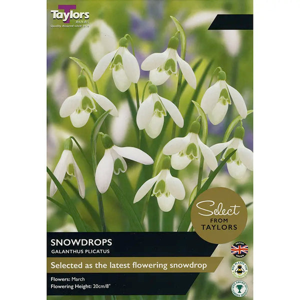 Galanthus plicatus Snowdrops (6 bulbs) image 0