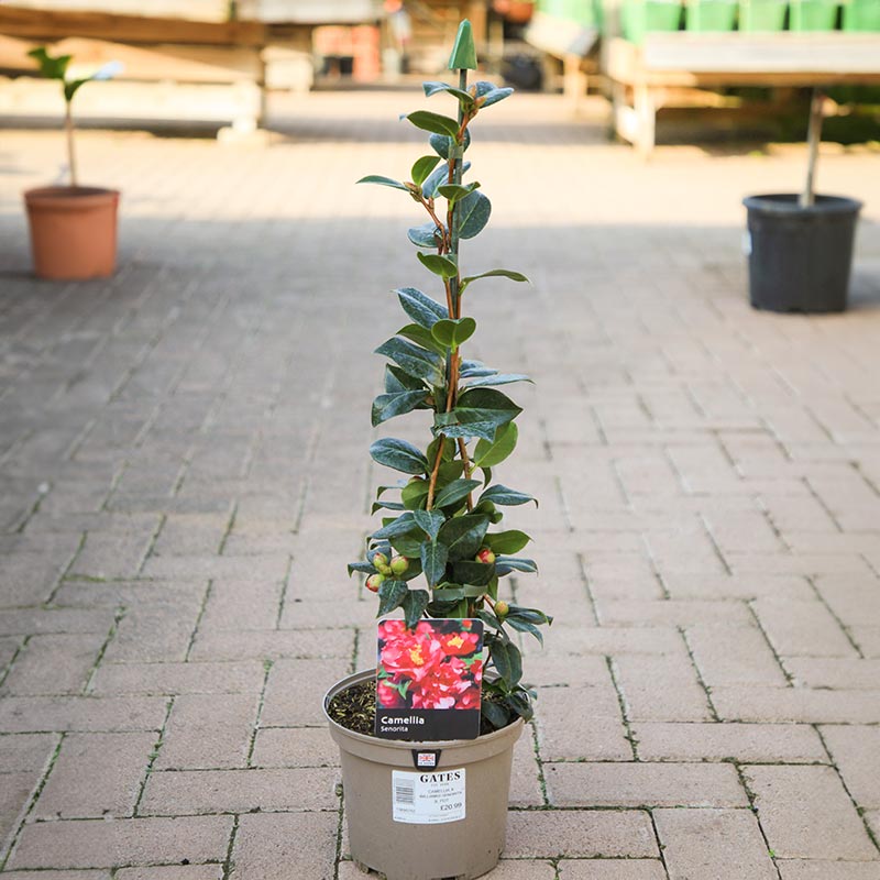 Camellia x williamsii 'Senorita' (3 litre pot) image 0