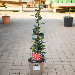 Camellia x williamsii 'Senorita' (3 litre pot) image 0