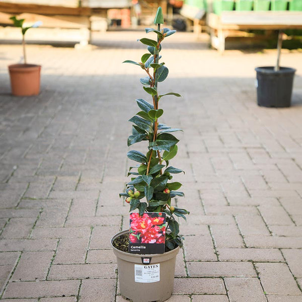 Camellia x williamsii 'Senorita' (3 litre pot) image 0
