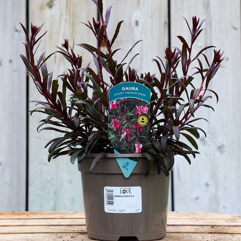 Oenothera lindheimeri Gaura 'Gaudi Medium Rose' (2-Litre Pot) image 0
