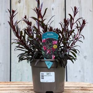 Oenothera lindheimeri Gaura 'Gaudi Medium Rose' (2-Litre Pot) image 0
