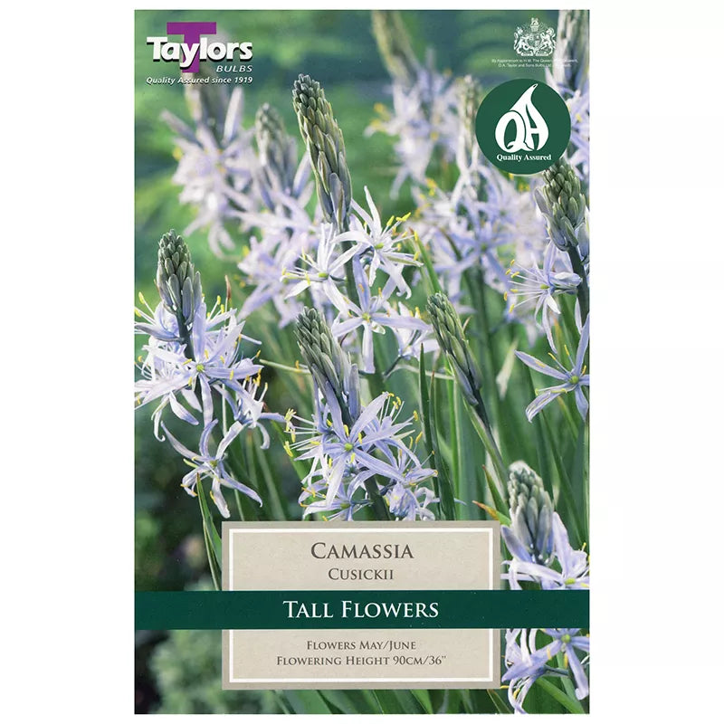 Camassia cusickii (3 bulbs) image 0