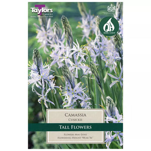 Camassia cusickii (3 bulbs) image 0